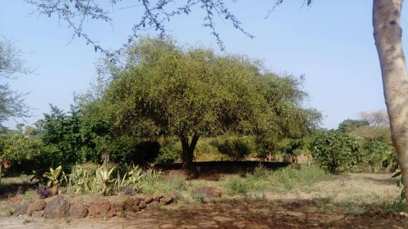 'Todas as manhãs, os alunos da escola Djarama, em Ndayane, Senegal, reúnem-se em circulo em torno desta árvore. Aí tomam o tomar o pequeno almoço e escutam-se uns aos outros, antes de continuar o dia.'